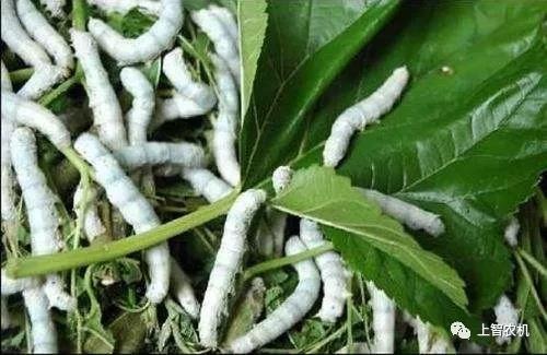 大蚕期蚕蝇蛆病发病的原因与治疗方法