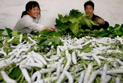 海南村民比赛养蚕致富：一亩桑叶养蚕能产茧200斤 一年收入6万