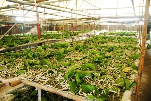 种桑养蚕技术和效益分析