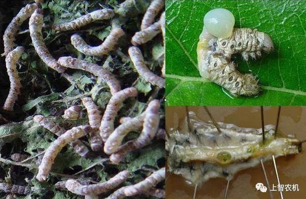 夏季养蚕，中肠型脓病与浓核病防控