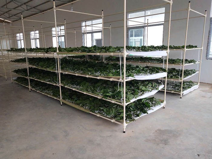 养蚕的利润 科学养蚕 收入上万