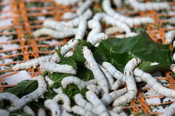 养蚕赚钱吗 ？浅谈2018年养蚕前景！